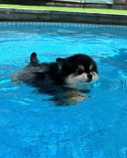 小黑柴第一次游泳就会狗刨