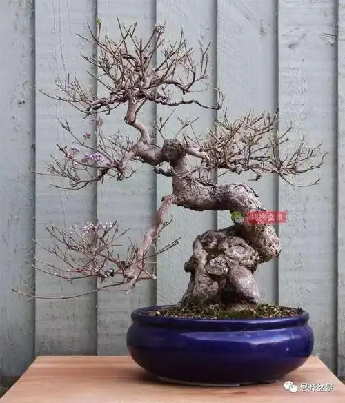 成长日记 | 紫珠盆景的日常养护