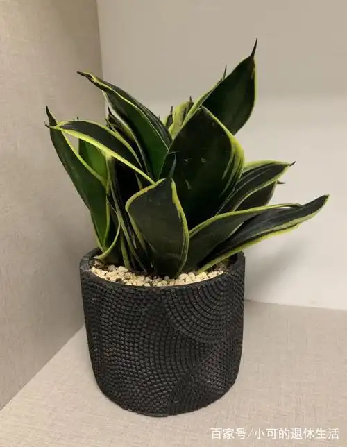 荷花兰——金边短叶虎尾兰,观叶植物.