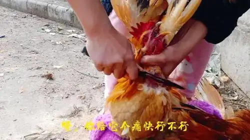 广东嫁过来的媳妇就是厉害,我们都不敢杀鸡,她唰唰两下搞定!