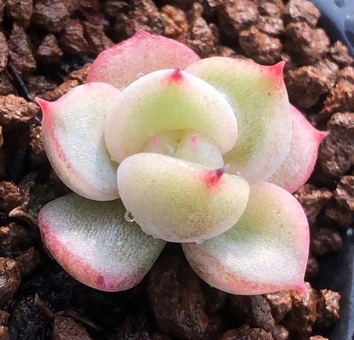 「粉黛」多肉叶片叶插贵货稀有韩国杂交进口基因控养正版叶子