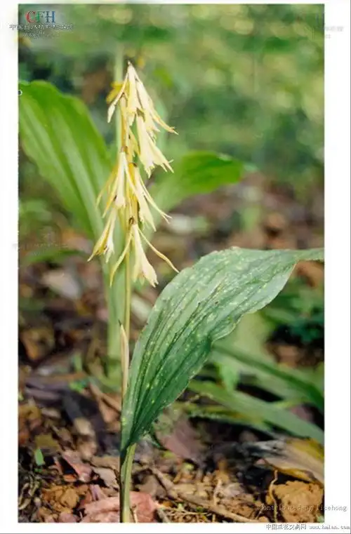 湖南"张家界及其周边"的部分兰科植物图片和名称-茶余兰后-中国兰花