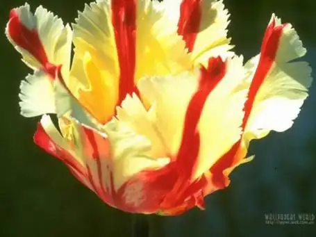 世界35个国家的国花 - 春光 - quguangchun1 的博客