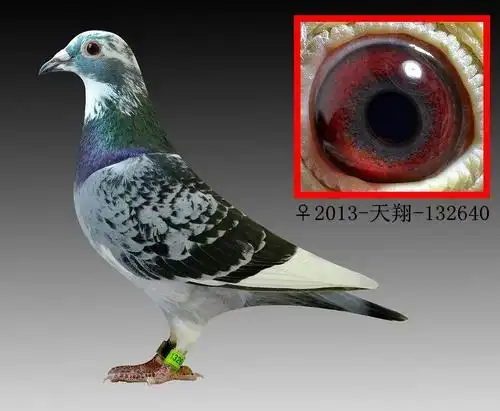 寻找鸽子2013天翔132640雨点白条自当酬谢