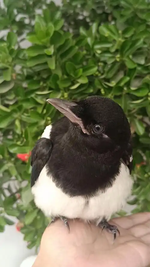 要起飞了#喜鹊幼鸟