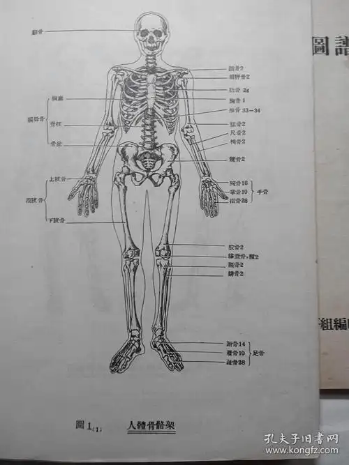 人体解剖学图谱上下册