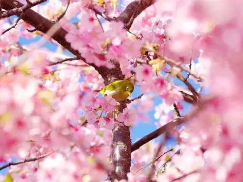 春季唯美樱花摄影高清壁纸