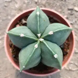 超大实生五角 银沙琉璃鸾凤玉 室内电脑桌吸甲醛防辐射绿植包邮