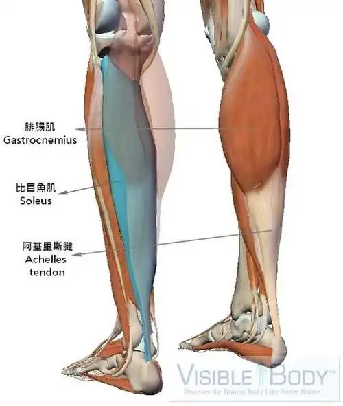 先来看看小腿肌肉的解剖结构:小腿三头肌位于我们小腿的后群,主要功能