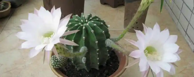 仙人球白盾蚧怎么去除(仙人掌白盾蚧用什么药)(仙人掌上的白盾蚧壳虫