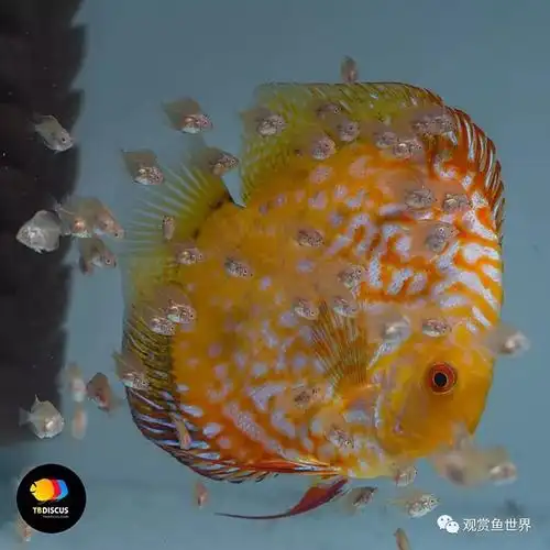 爱的延续从降生到起飞七彩神仙繁殖高清图片记录