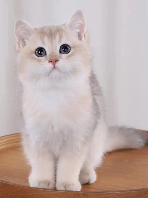 英短蓝金渐层弟弟