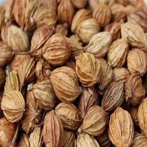 【精选】香砂仁新货香料大全川砂仁金沙仁粉卤肉香料调料包炖肉火锅底