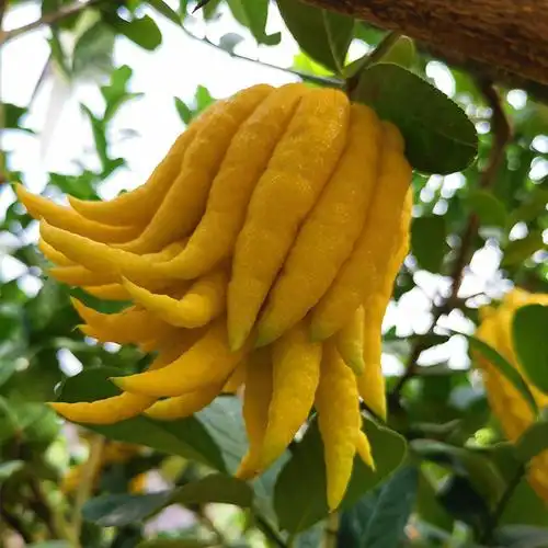 佛手鲜果金华观赏把玩清供大果超大新鲜佛手果