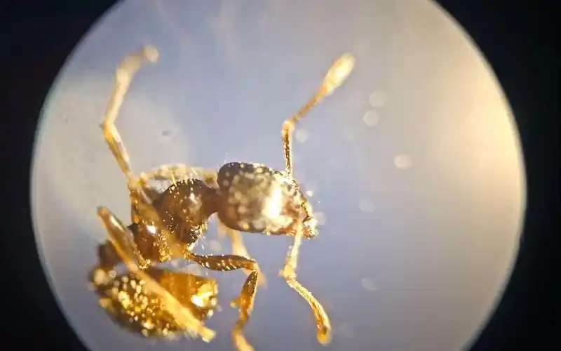 蚂蚁放大40倍是什么样子的?看看就知道