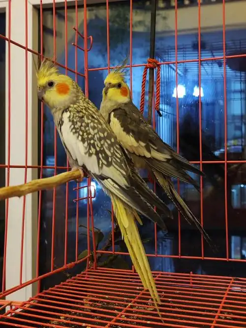 朋友送的两只玄凤鹦鹉,一只珍珠一只原始灰.