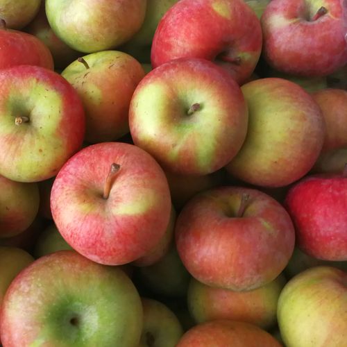 品种酸甜水果新鲜老树苹果国光正常山区栖霞苹果