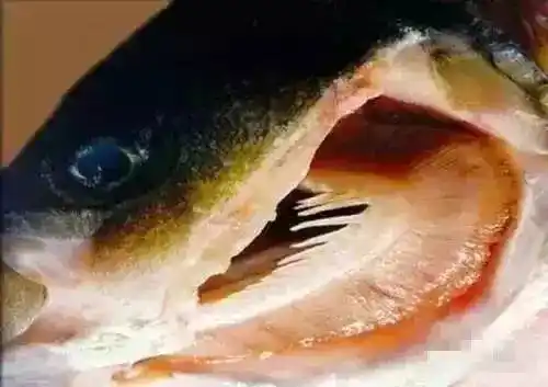 注意啦!开海了,海鲜的这些部位千万不要吃!