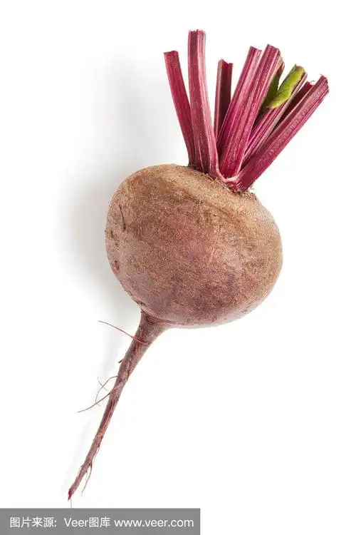 甜菜是什么菜(南方的甜菜是什么菜)