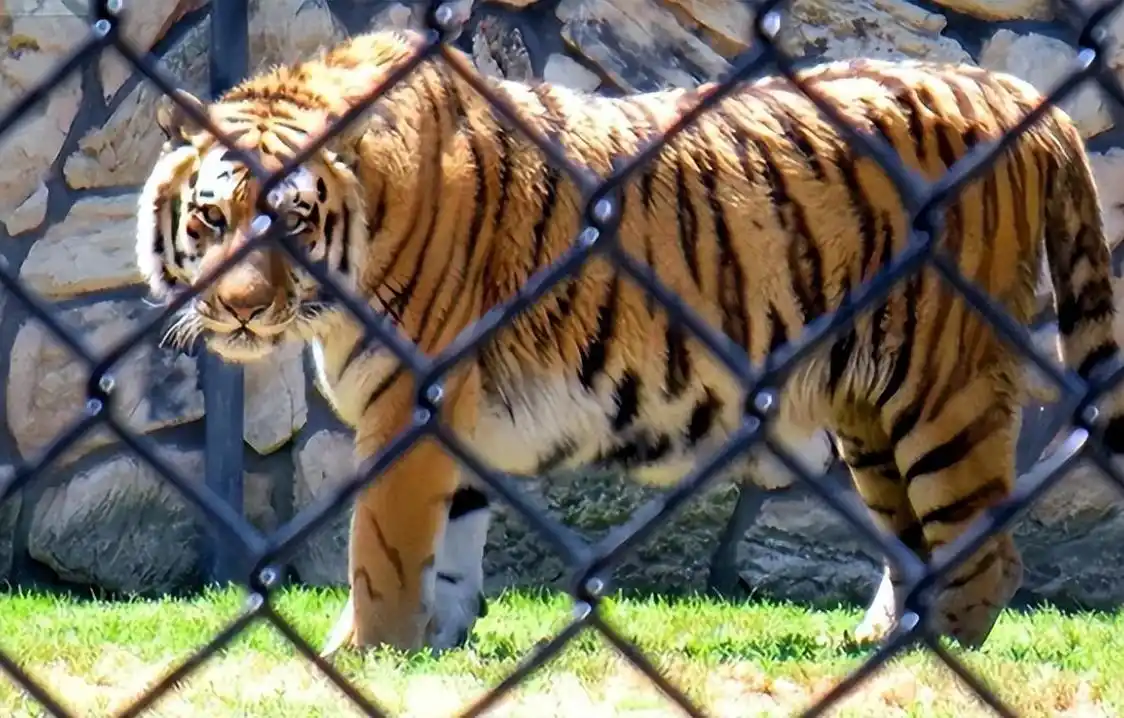 16年八达岭野生动物园私自下车被老虎撕咬的赵菁后来怎样了