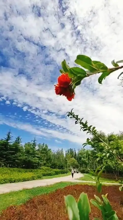 蓝天白云绿树红花