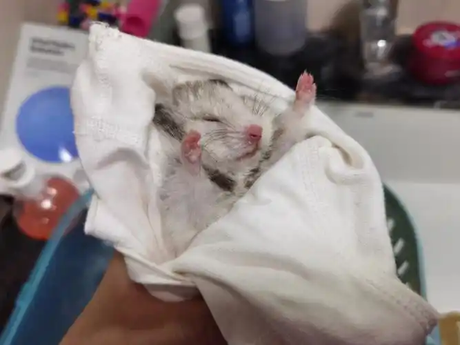 记一次仓鼠伪冬眠