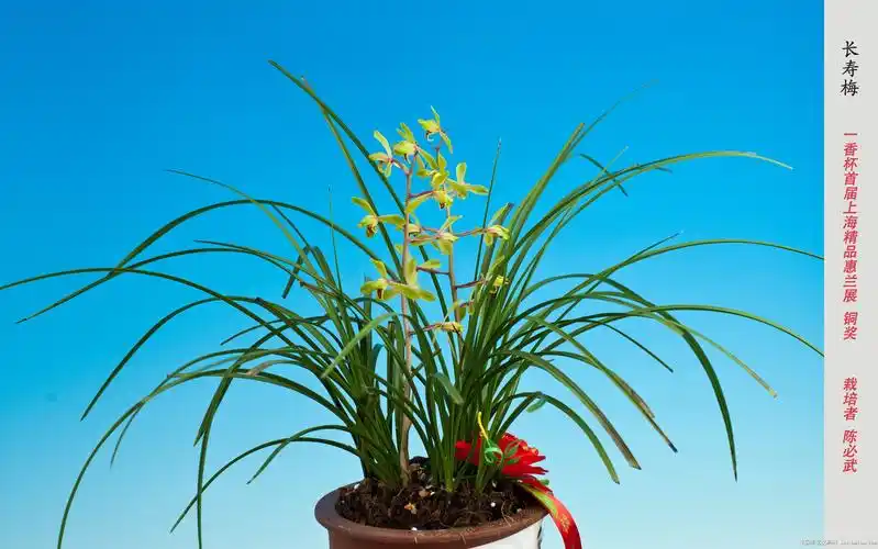 上海惠兰精品展获奖作品欣赏-蕙兰篇-中国兰花交易网社区