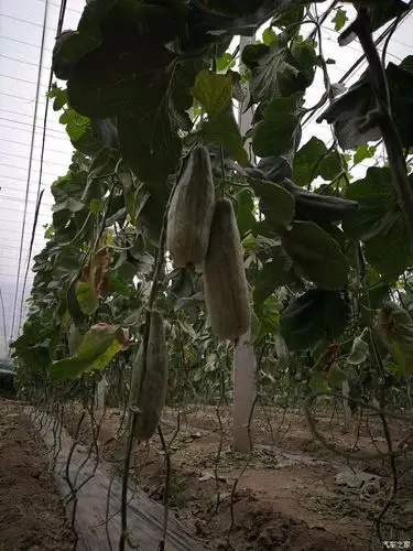 羊角蜜熟了,带上大白一起去采摘了