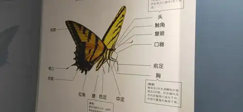 我只知道蝴蝶是花的,原来蝴蝶的身体构造是这样的