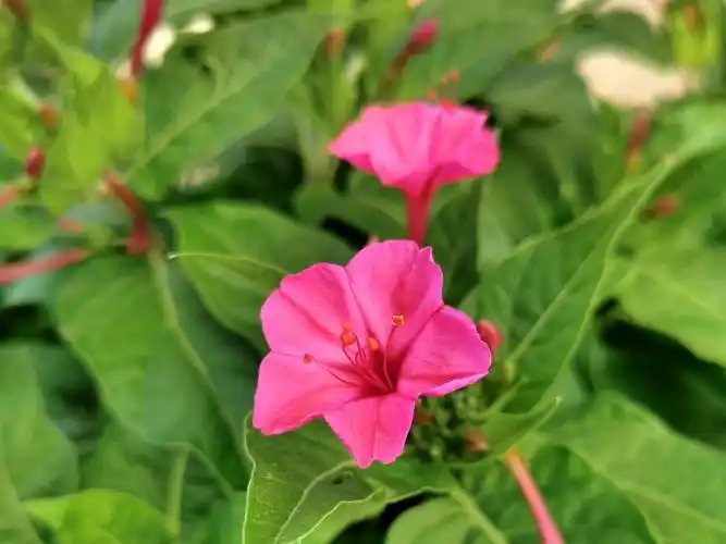 紫茉莉【首发】