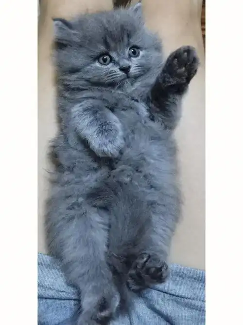 懂猫的姐妹来帮我估一下这只拿破长毛蓝猫价