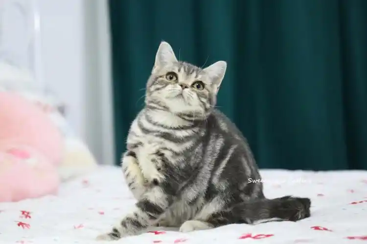 因为原定家长放弃预定所以重新找家8267现猫找家稀有色美短蓝银