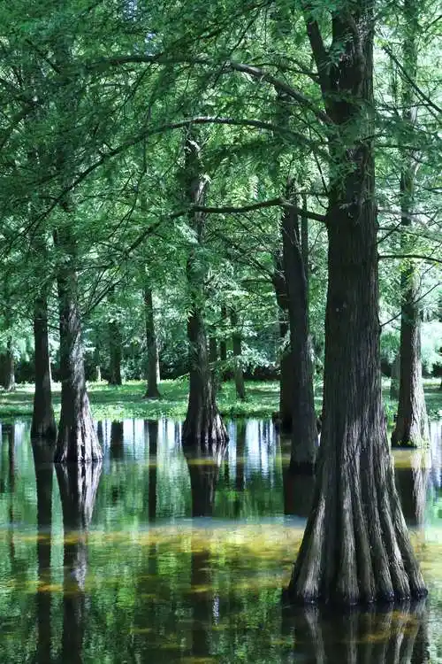 又见水中池杉树