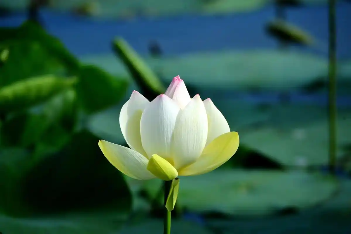 夏日荷花 夏日炎炎荷叶舞,水面盛开荷花艳