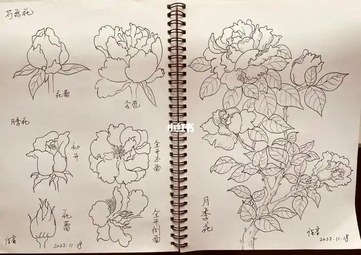 月季和玫瑰傻傻分不清,多画线描,多掌握一些花的画法.