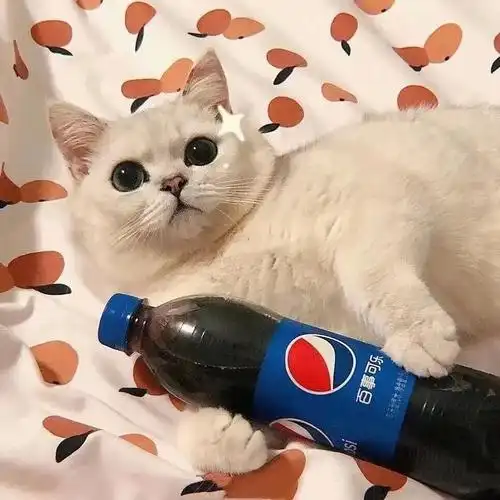 想找个头像有没有下面这个头像但是猫咪抱着的是可口可乐