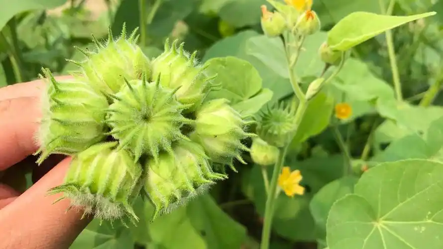 农村的苘麻浑身是宝果实好看好吃好玩它的用途可了不得