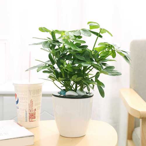 四季常青 鸭掌木/七叶莲/鹅掌柴苗 鸭脚木 盆栽花卉植物净化高手