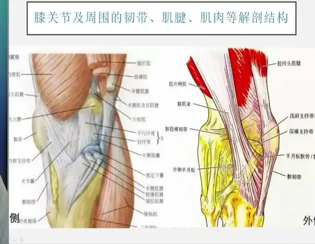 膝关节韧带损伤