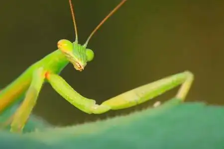 大刀螳螳螂照片