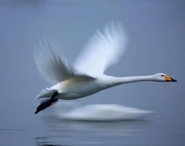 轻飞曼舞(慢门拍摄白天鹅)