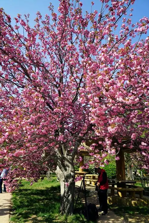 大连旅顺龙王塘樱花