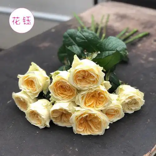 年宵花方德优质玫瑰系列暖玉暖玉挺难养开的喔打包会裁剪部分长度全国