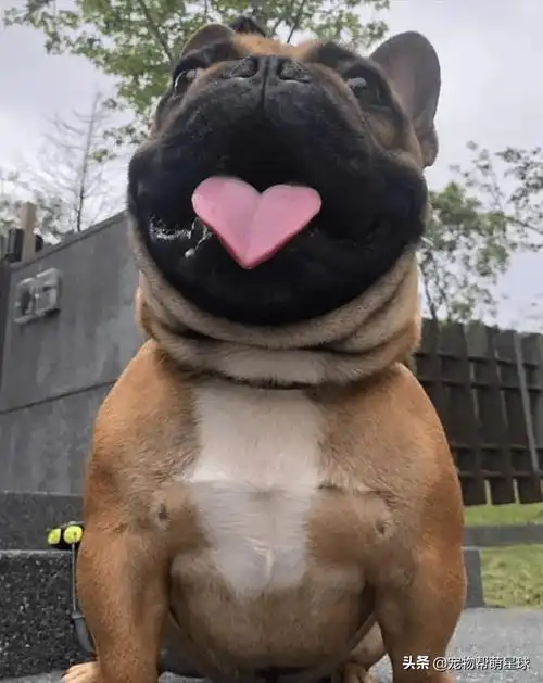 主人无意拍出狗狗的爱心舌头狗狗连舌头都是爱你的形状