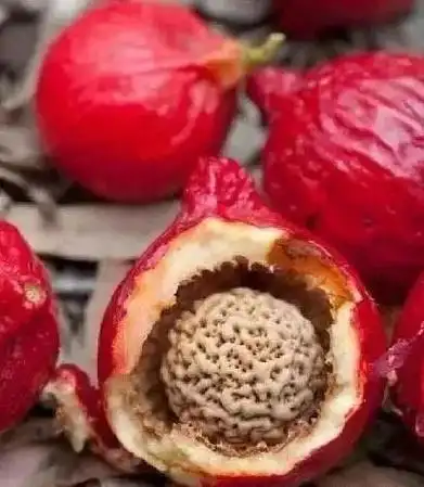 吃剩的果核千万别扔制成手串能卖到5000一条的高价