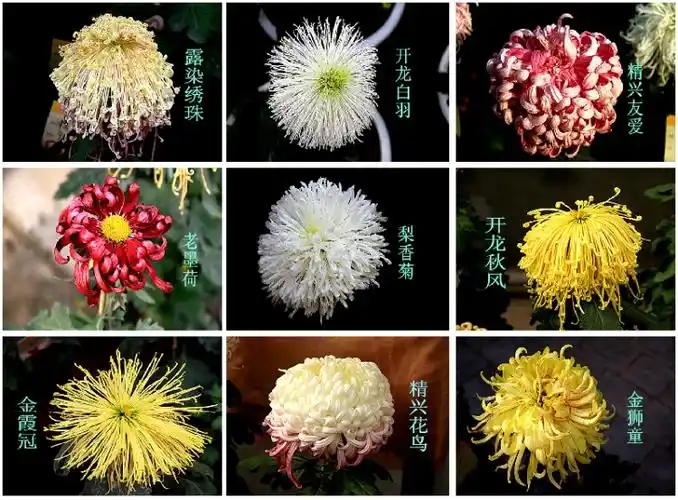再添菊花品种库【原创-摄影】