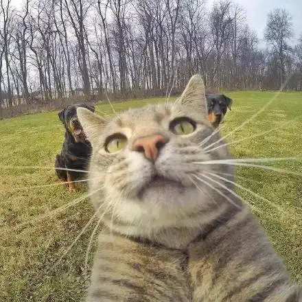 会自拍的猫超帅巨帅24k纯帅