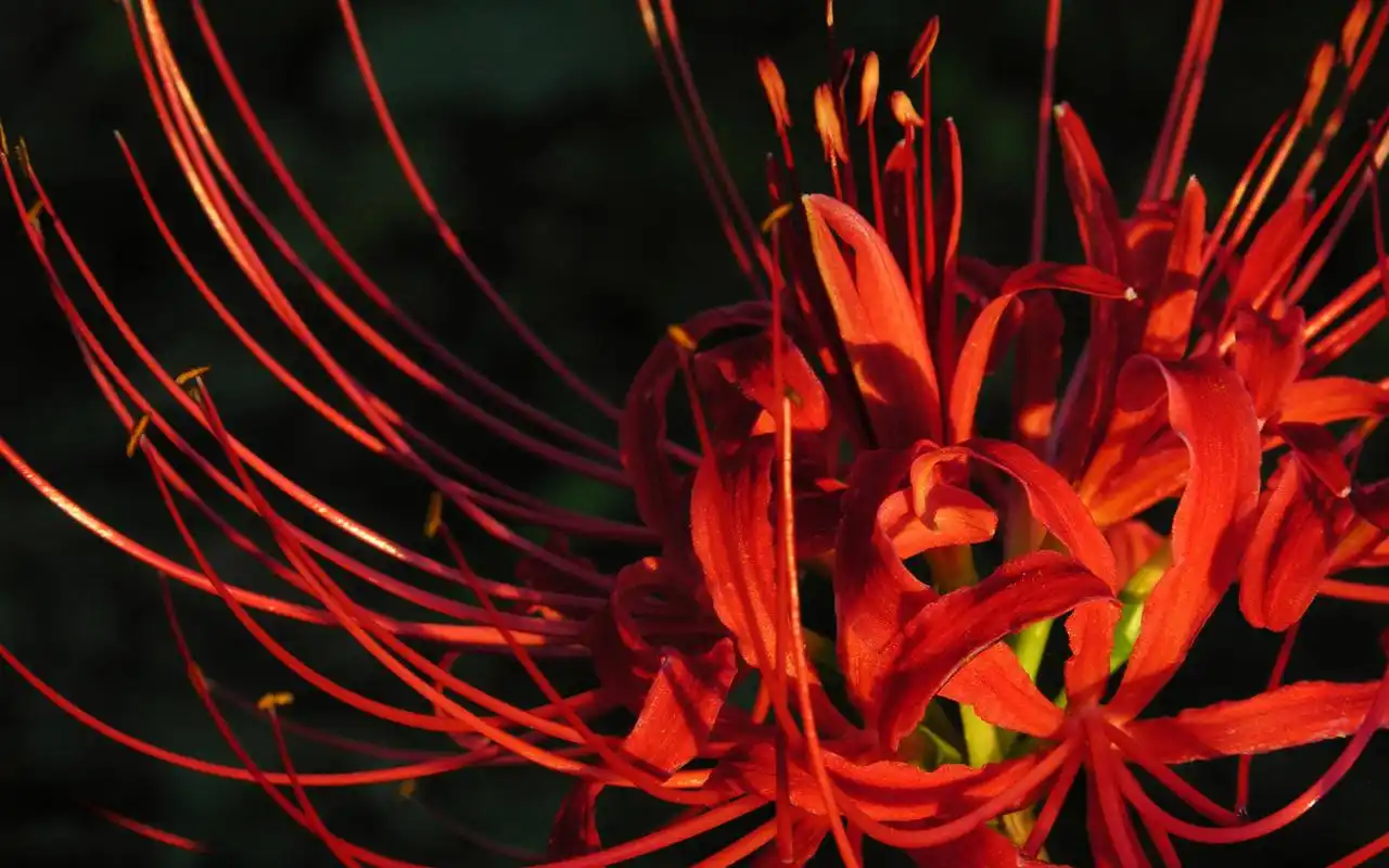 美丽彼岸花高清电脑桌面壁纸下载