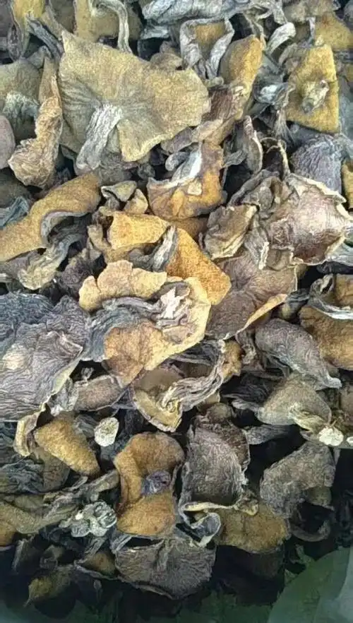 机遇就是生存之命脉!