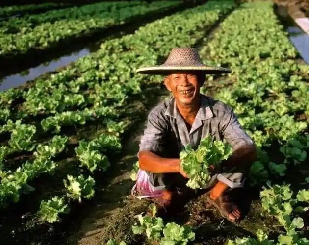 一个农民的贡献